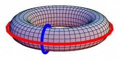 The two generators of the homology group of the torus