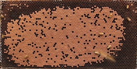 Bee brood-cropped-small.jpg