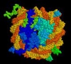 complex molecule of a protein